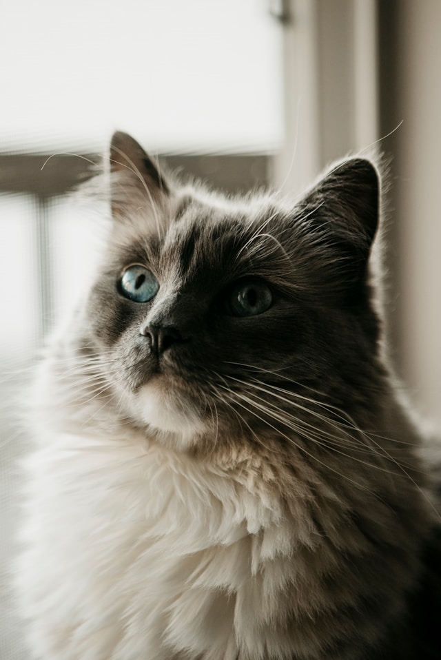 Beautiful cat that could one day be ours.